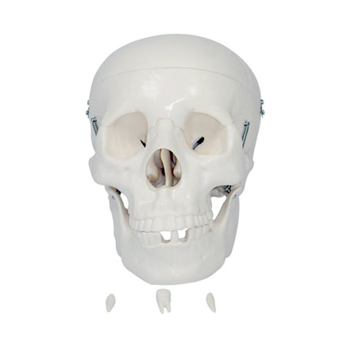 66fit Life Size Human Skull Anatomical Model