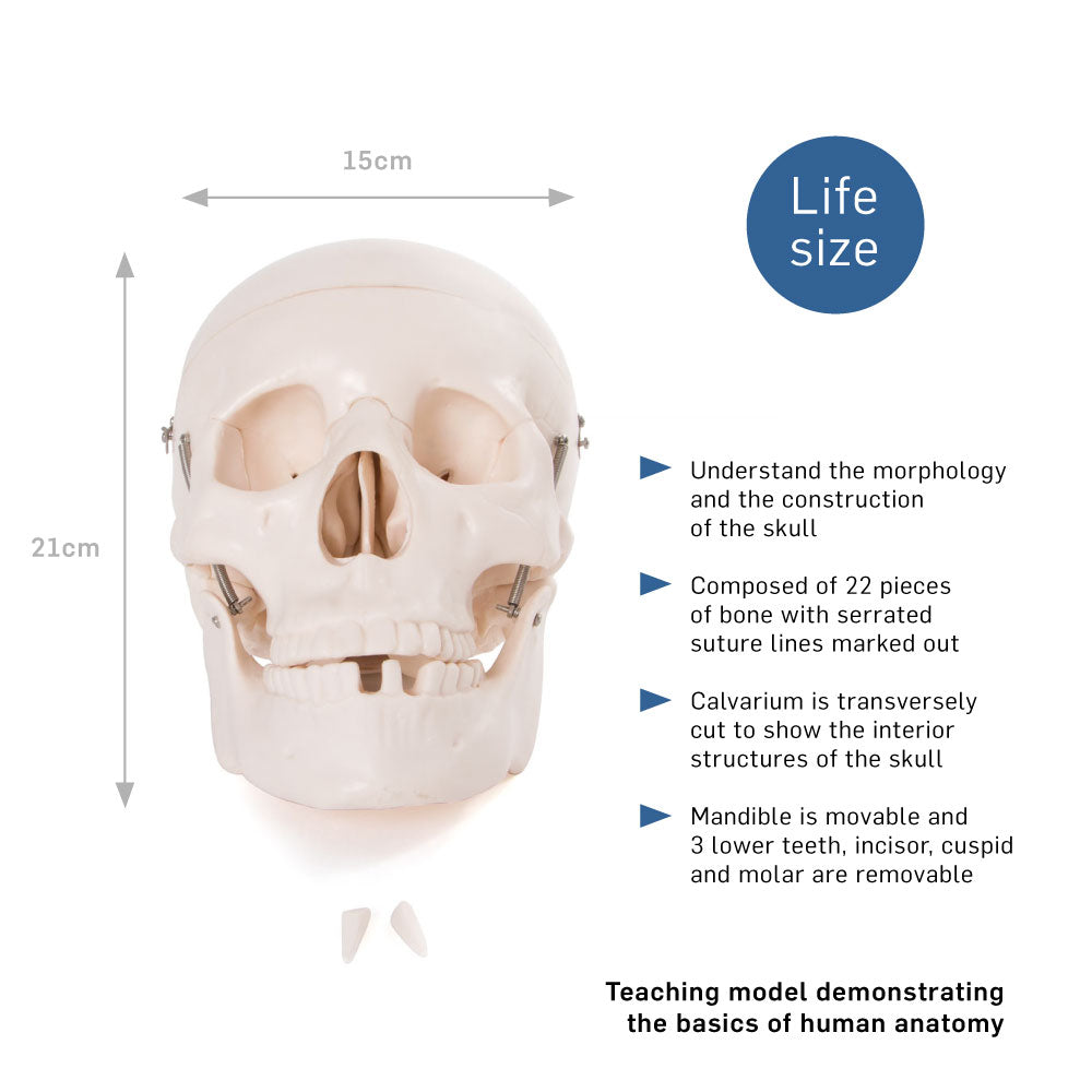 66fit Life Size Human Skull Anatomical Model