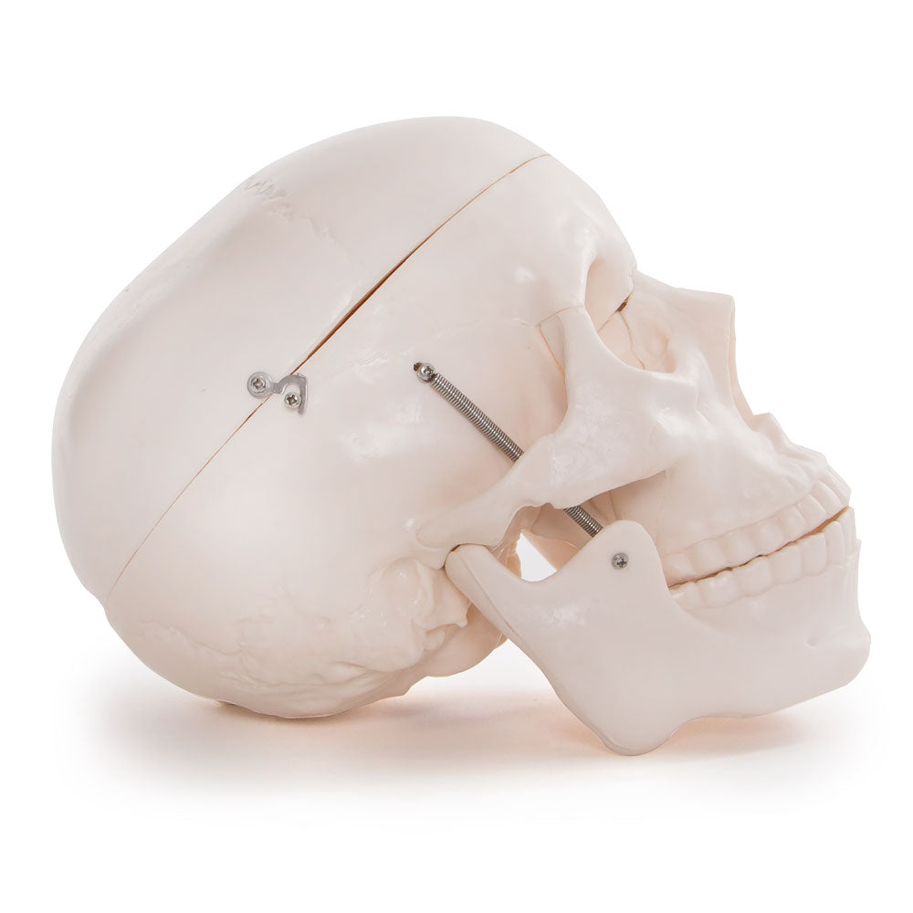 66fit Life Size Human Skull Anatomical Model