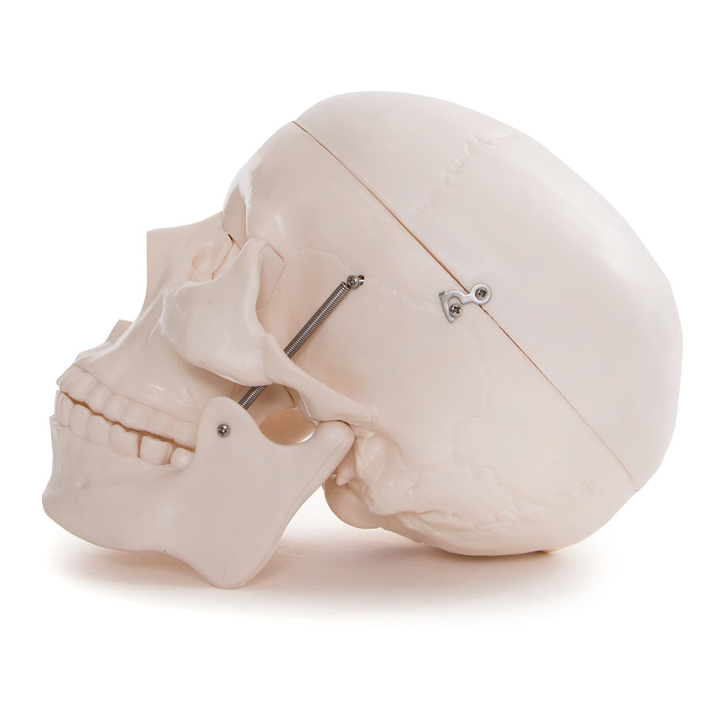 66fit Life Size Human Skull Anatomical Model