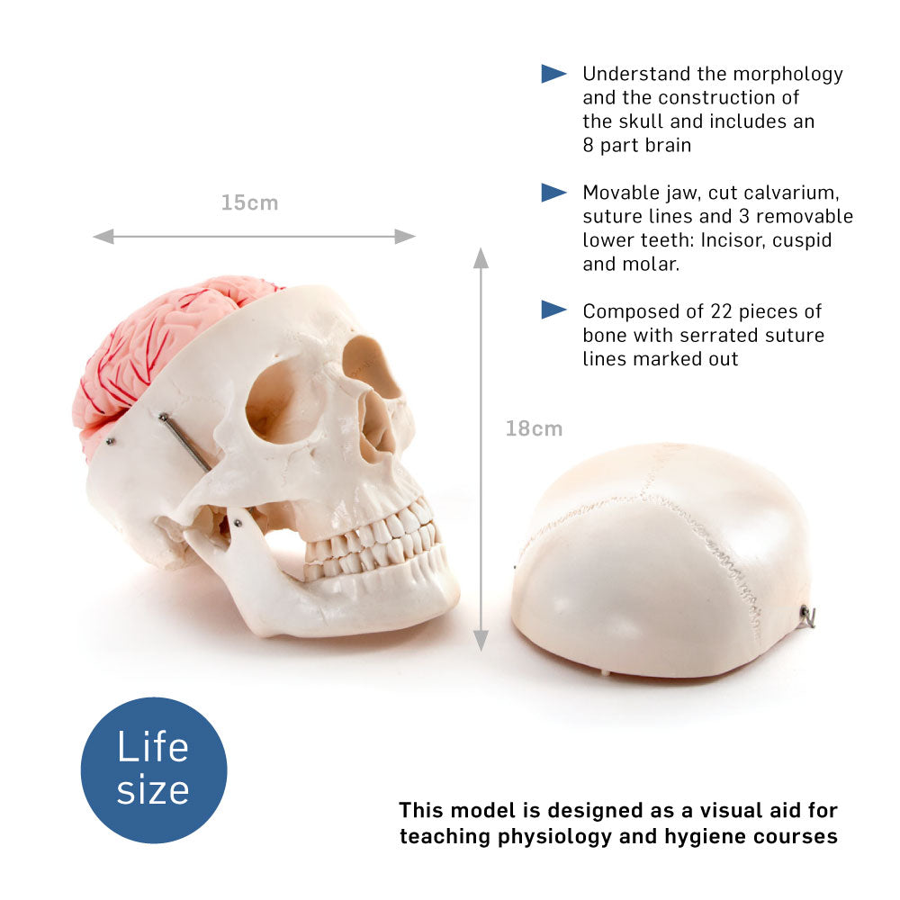 66fit Deluxe Life Size Human Skull with 8 Part Brain Anatomical Model