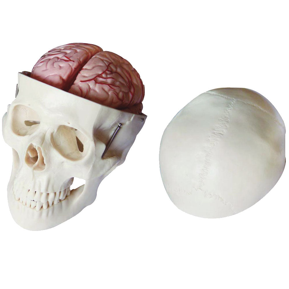 66fit Deluxe Life Size Human Skull with 8 Part Brain Anatomical Model