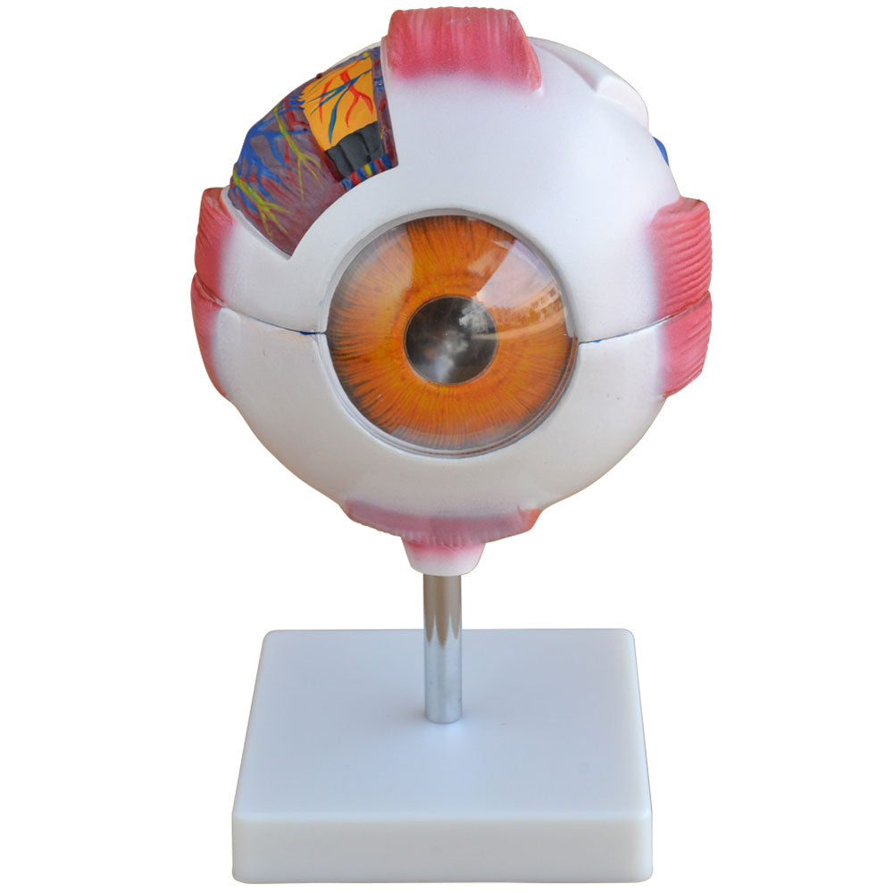 66fit Giant Eye Model - White