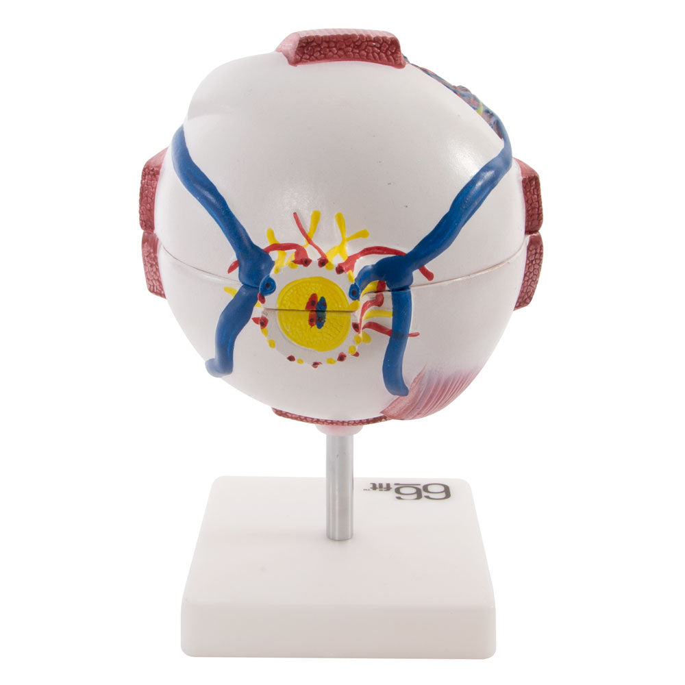 66fit Giant Eye Model - White