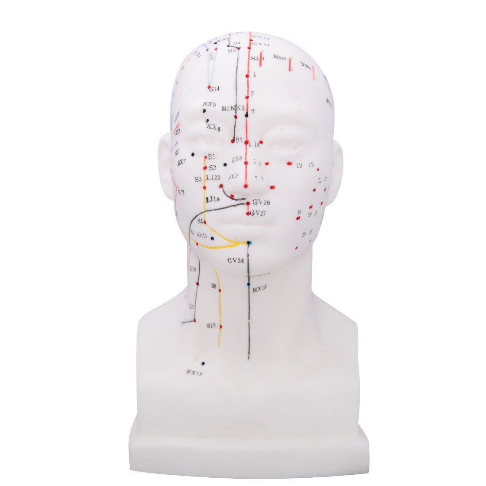 66fit Head Acupuncture Model