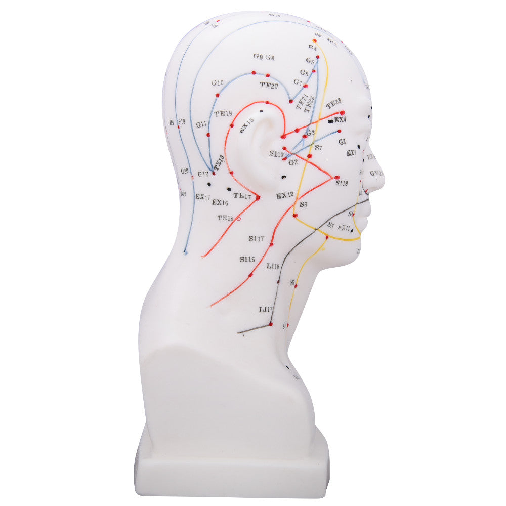 66fit Head Acupuncture Model