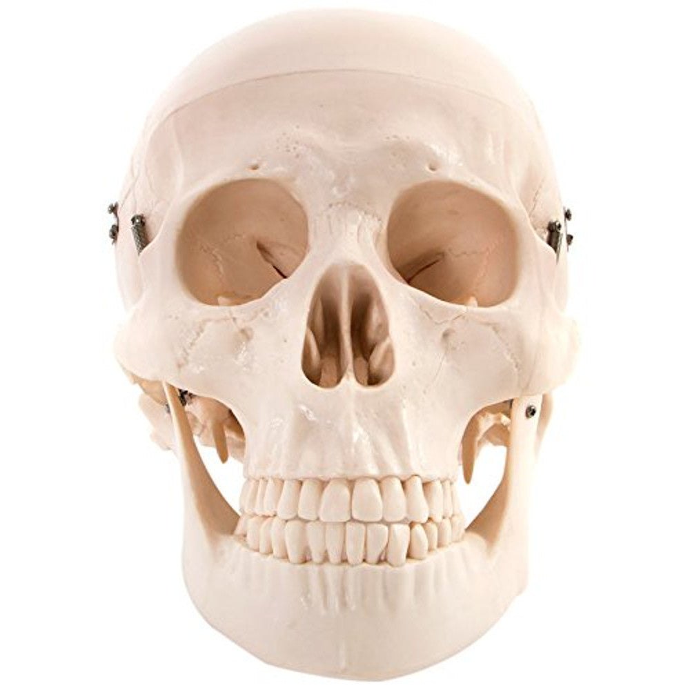 66fit Deluxe Life Size Human Skull with 8 Part Brain Anatomical Model