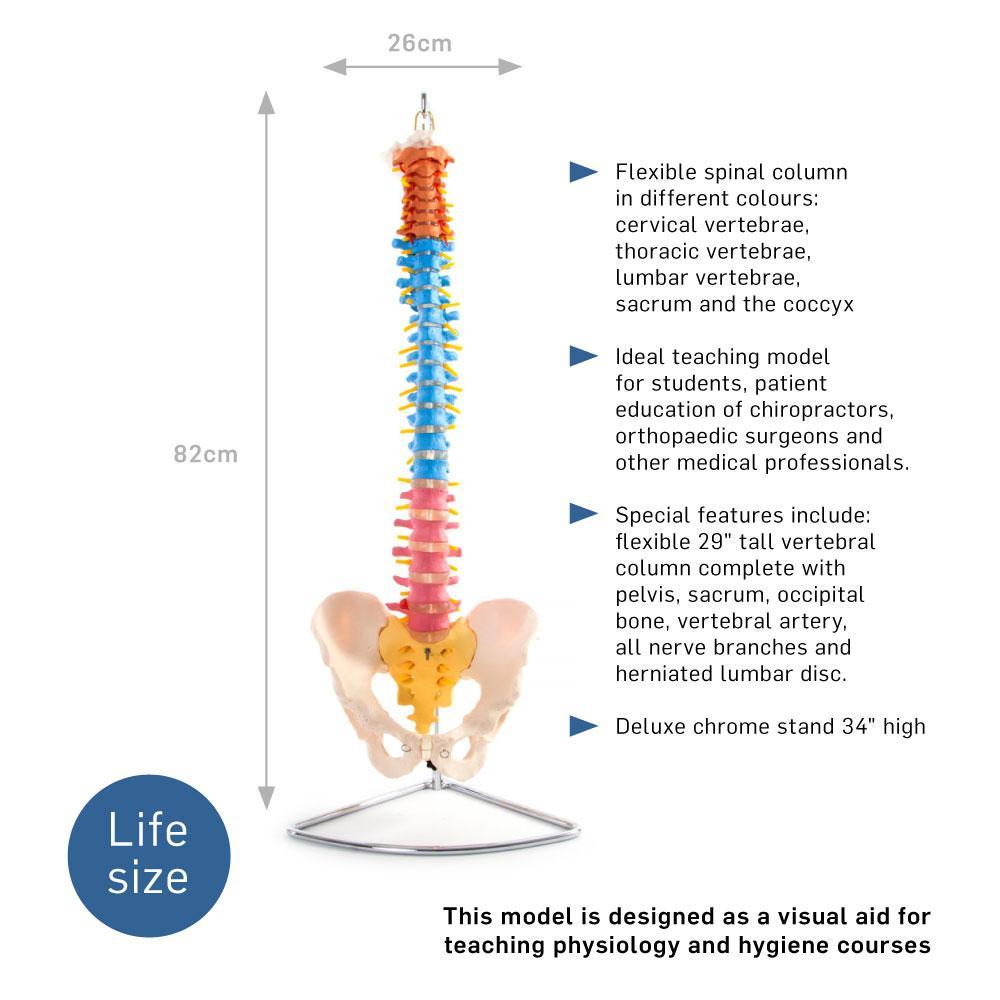 66fit Anatomical Flexible Vertebral Column With Pelvis (Coloured)