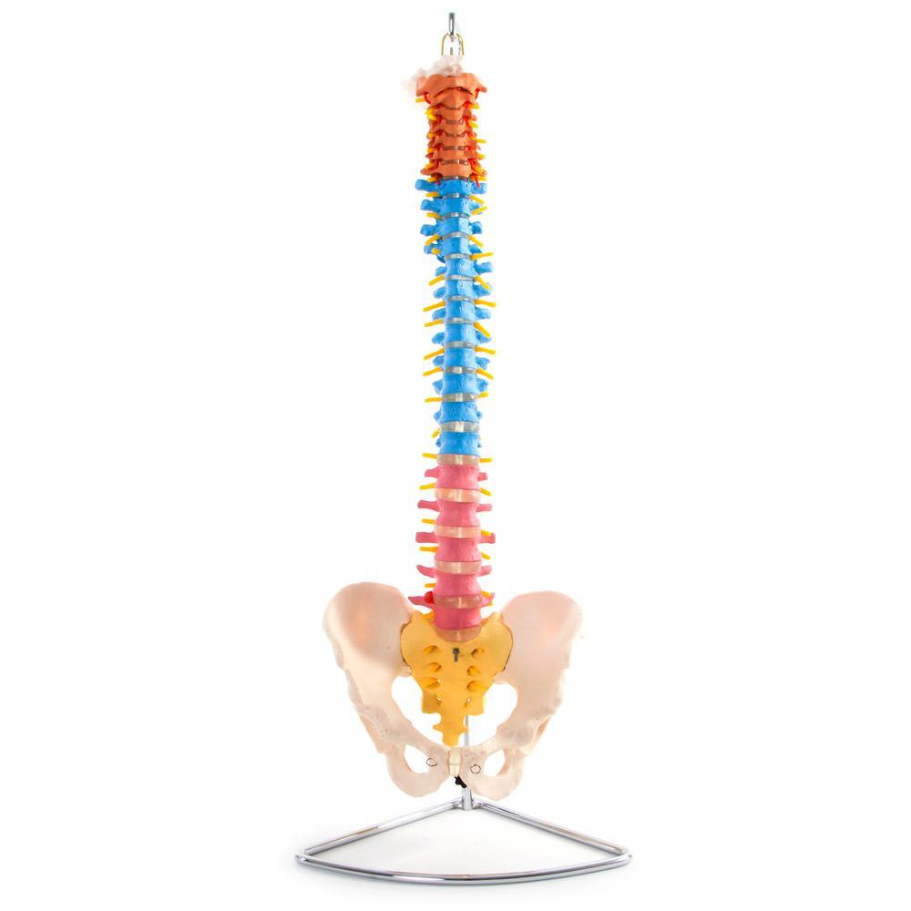 66fit Anatomical Flexible Vertebral Column With Pelvis (Coloured)