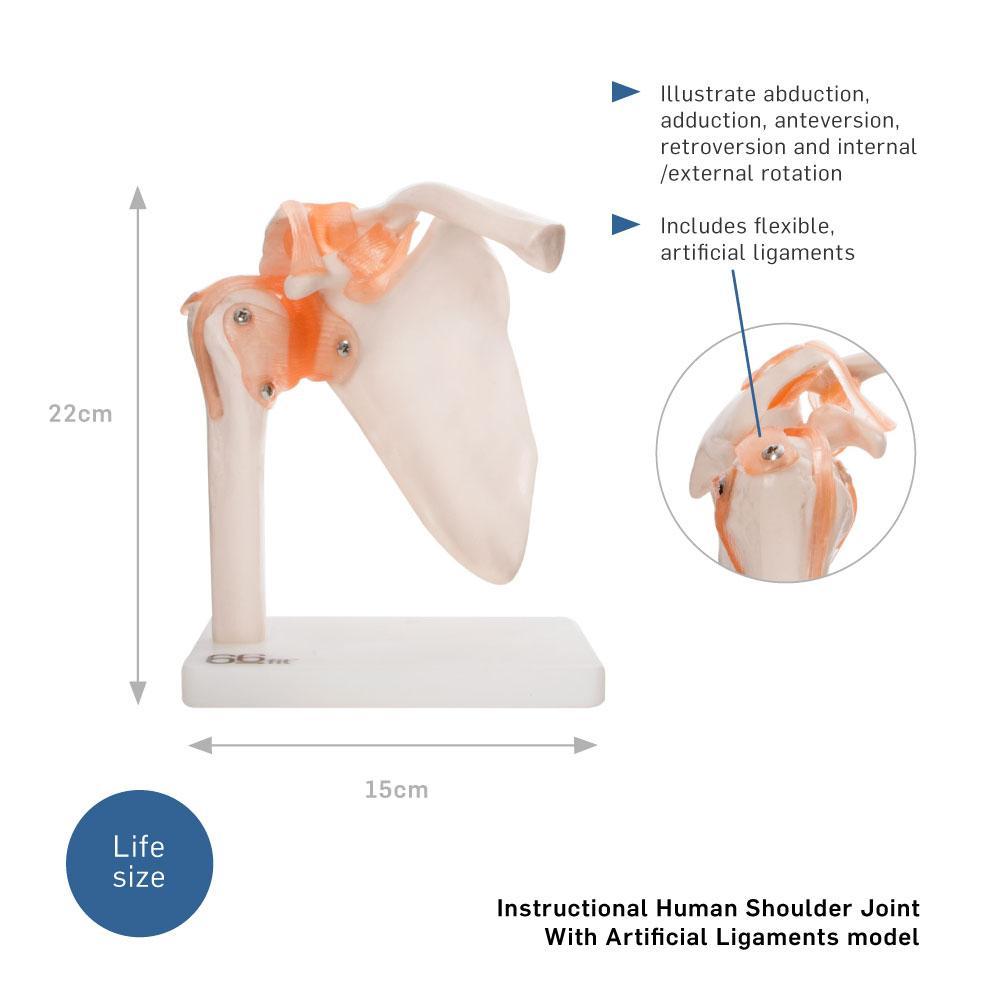 66fit Human Shoulder Joint Anatomical Model - Phoenix Physio Supplies