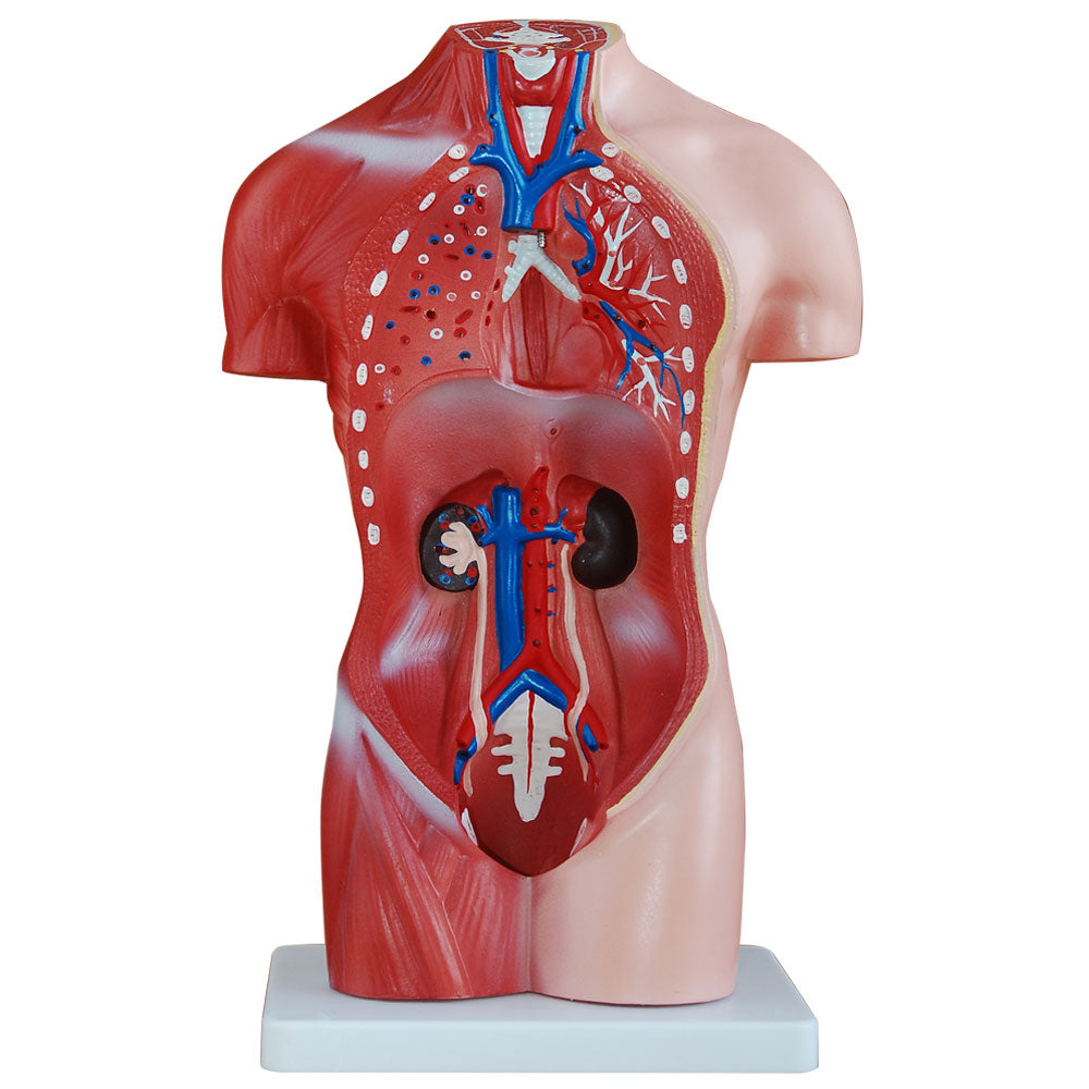 Torso Study Female 66fit Female Torso Anatomical Model - 15 parts - 42cm - Phoenix Physio ...