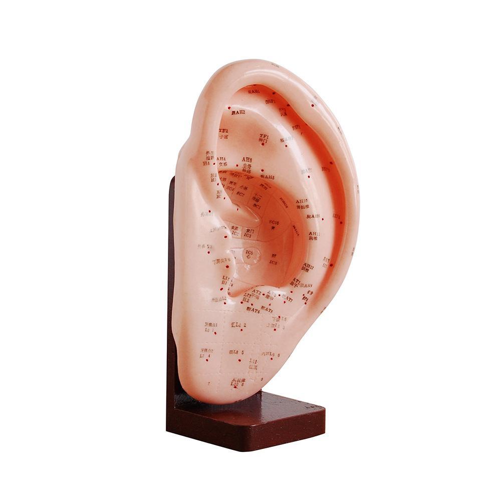 66fit Ear Acupuncture Model - 22cm