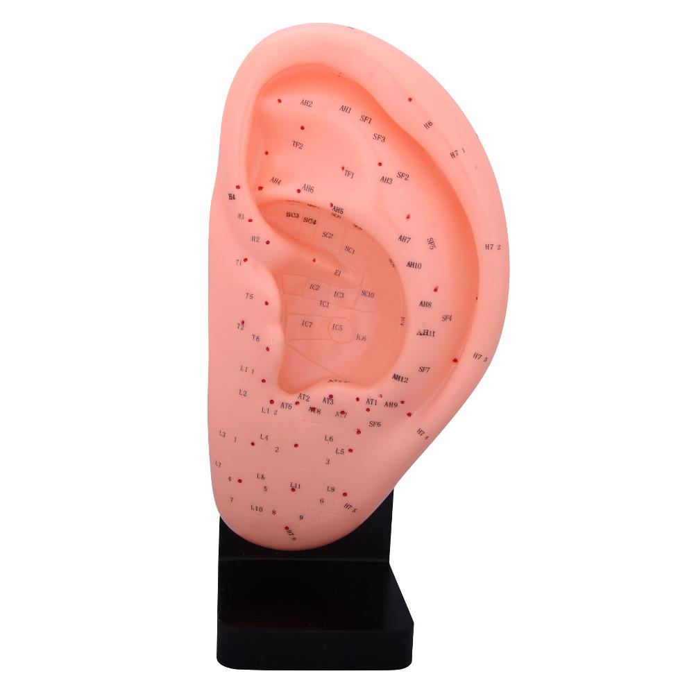 66fit Ear Acupuncture Model - 22cm